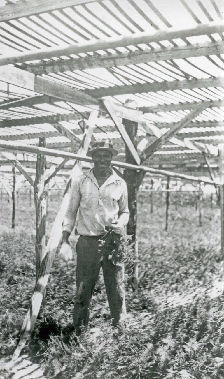 Farm worker, Historical photo, Courtesy of Loxahatchee River Historical Society