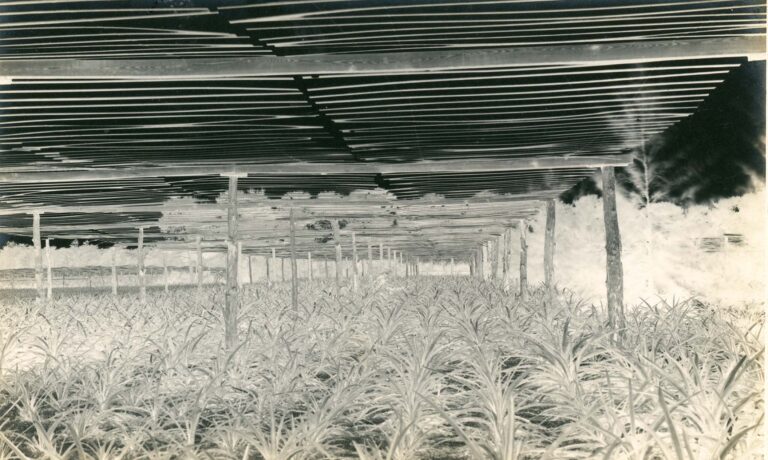 Pineapple Shed, Courtesy of Boca Raton Historical Society