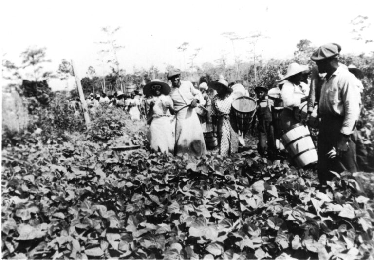 Butts Bean Fields, Boca Raton, Historical photo, Courtesy of Boca Raton Historical Society