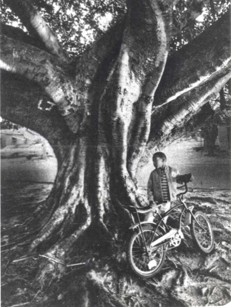 Tree of Knowledge, Pearl City, 1978, Courtesy of Boca Raton Historical Society