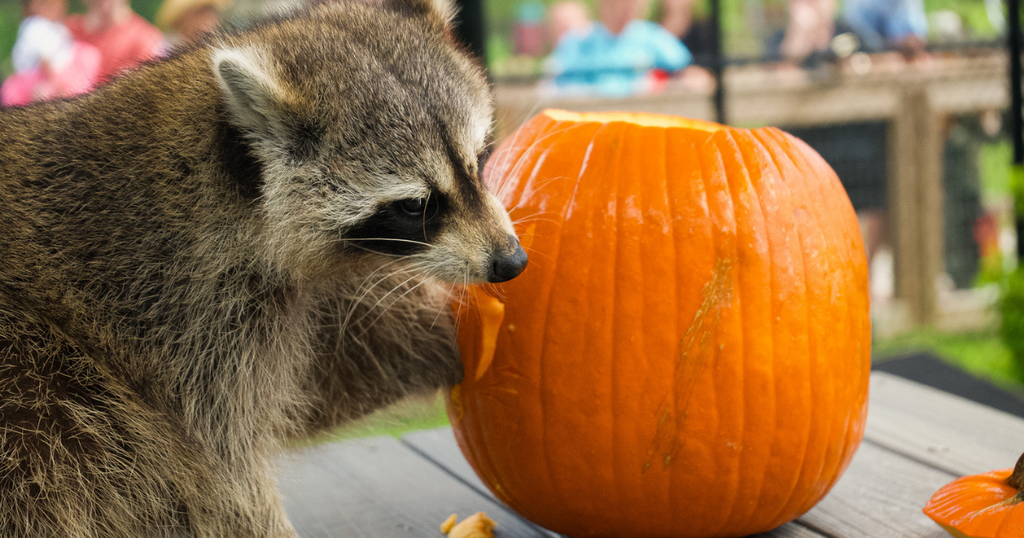 A raccoon next to an orange pumpkin.